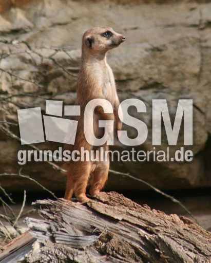 Erdmännchen-014.jpg